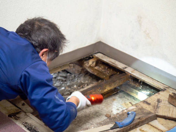 Best Mold Removal Specialists  in Borger, TX