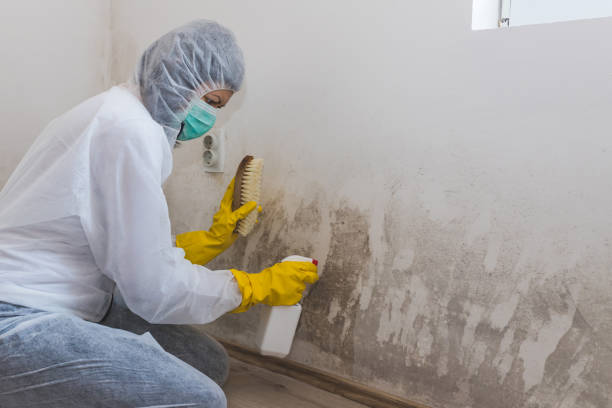 Best Mold Damage Repair  in Borger, TX