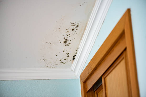 Best Certified Mold Removal  in Borger, TX