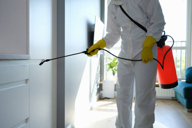 Borger, TX Mold Removal Company