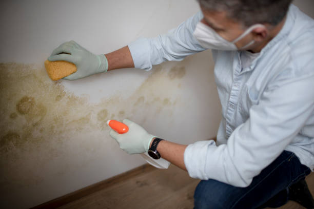 Best Office Mold Removal Services  in Borger, TX