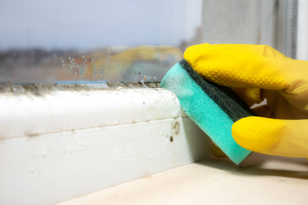 Best Mold Removal Company Near Me  in Borger, TX