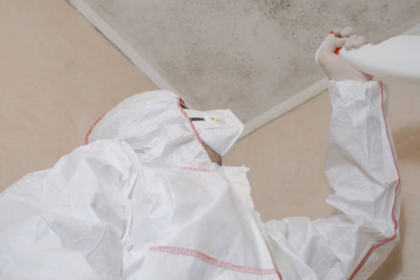 Best Black Mold Removal  in Borger, TX