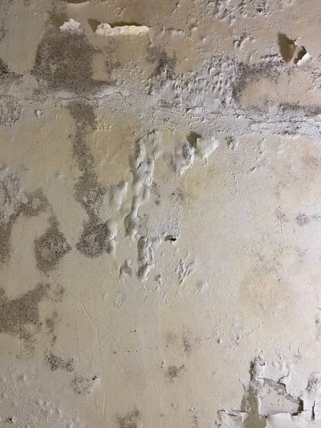 Best Black Mold Removal  in Borger, TX