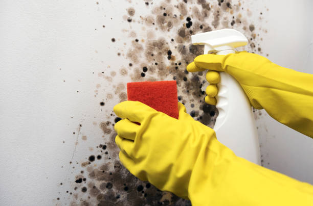 Best Commercial Mold Removal  in Borger, TX