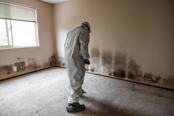 Best Mold Cleaning Services  in Borger, TX