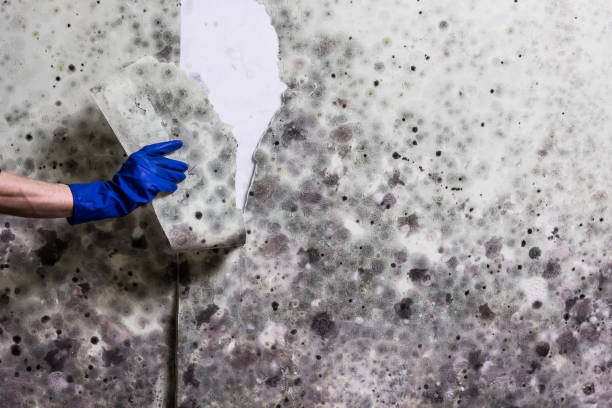 Best Affordable Mold Removal  in Borger, TX