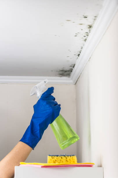 Best Office Mold Removal Services  in Borger, TX